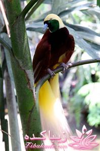 پرندگان زیبا